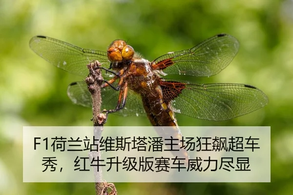 he-lan-zhan-wei-si-ta-pan-zhu-chang-kuang-biao-chao-che-xiu-hong-niu-sheng-ji-ban-sai-che-wei-li-jin-xian-3-653.jpg